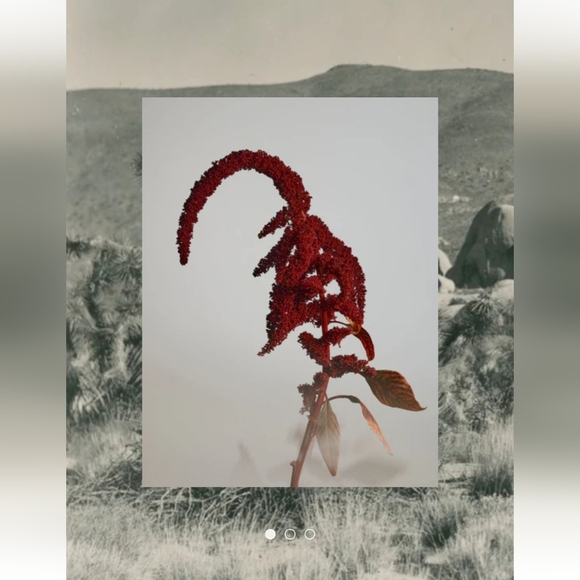 New Twentynine Palms Skincare Mesa Mystic Exfoliating Solution AHA Aloe BHA - Picture 7 of 8